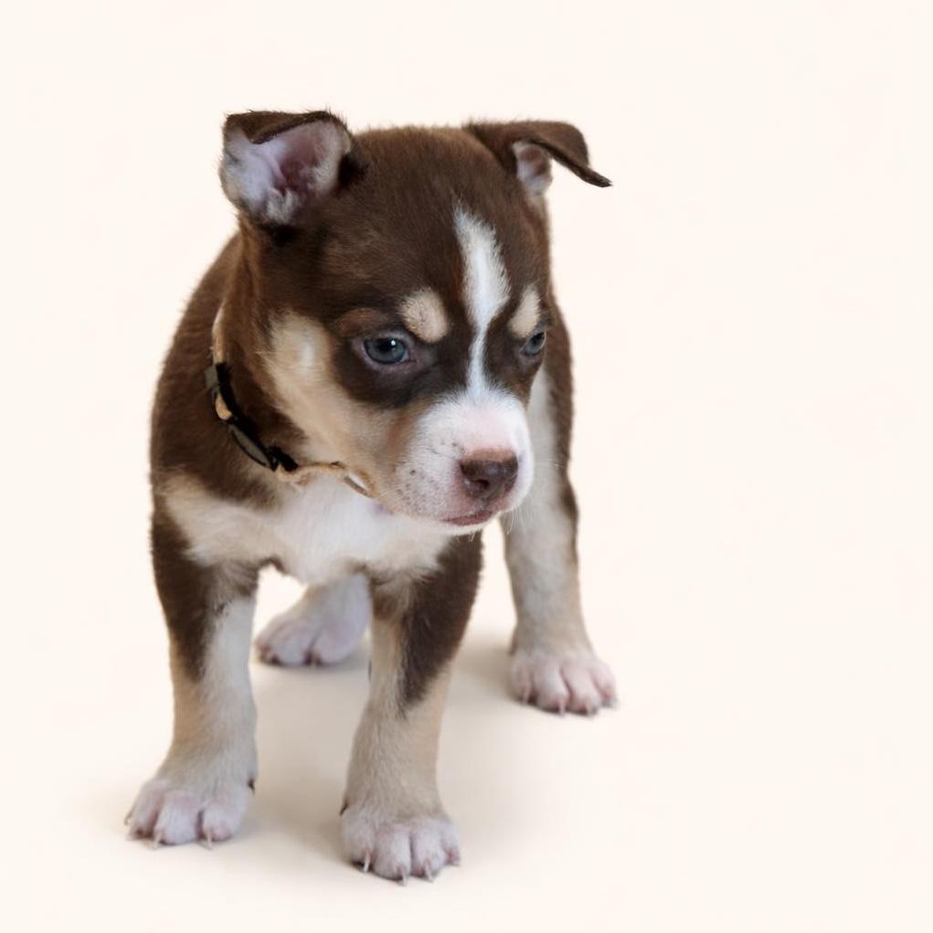 Sable, Adoptable, Puppy Female Pit Bull Terrier & Husky.