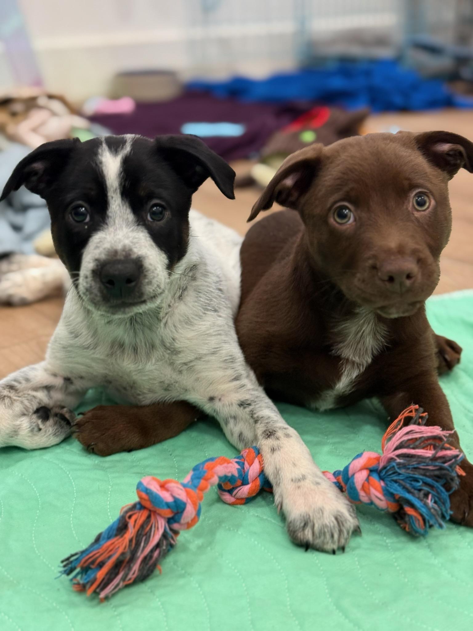 Enlarge Rocket, an adopted mixed breed in Burbank, CA image 3/4