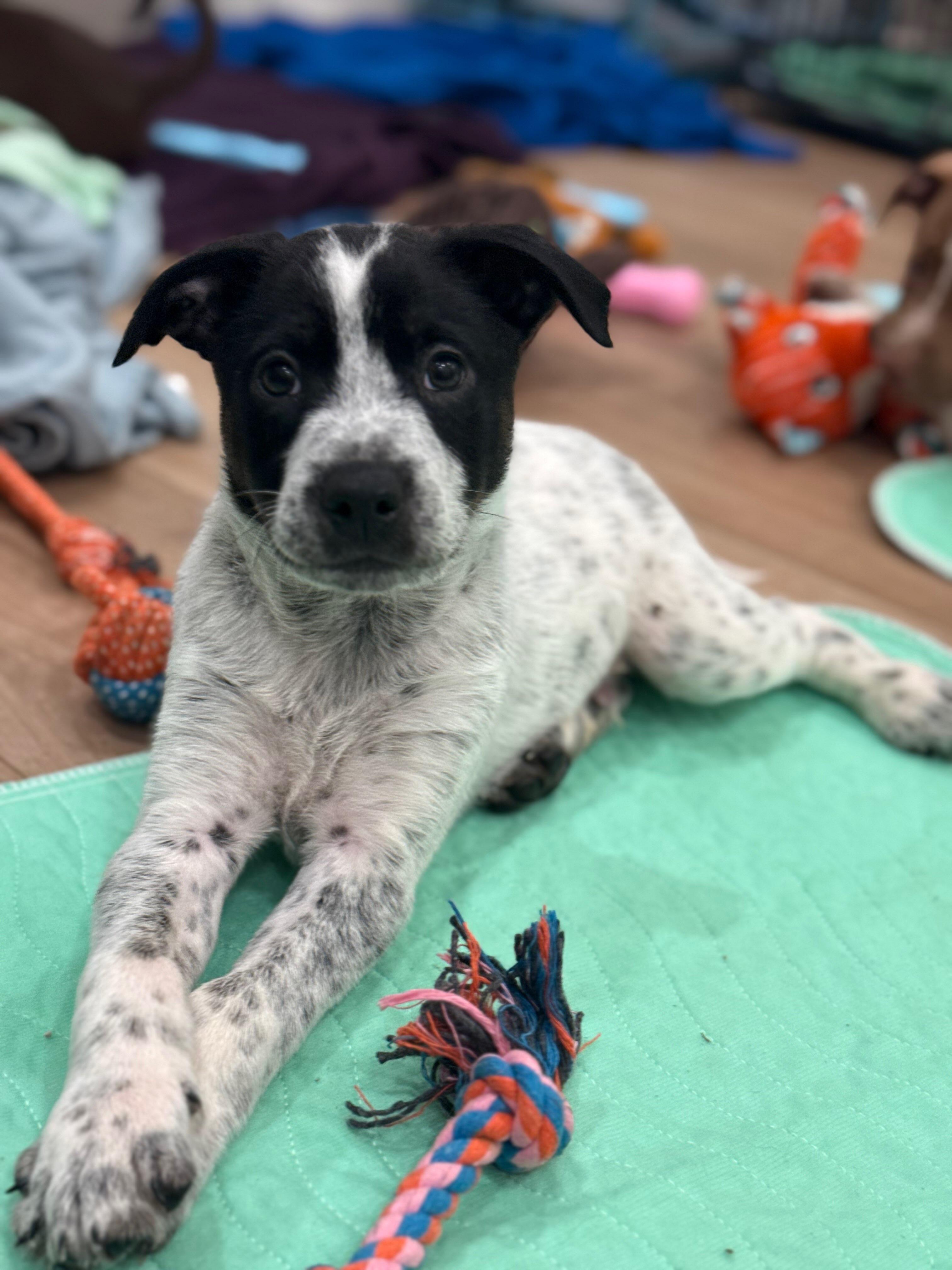 Enlarge Rocket, an adopted mixed breed in Burbank, CA image 1/4