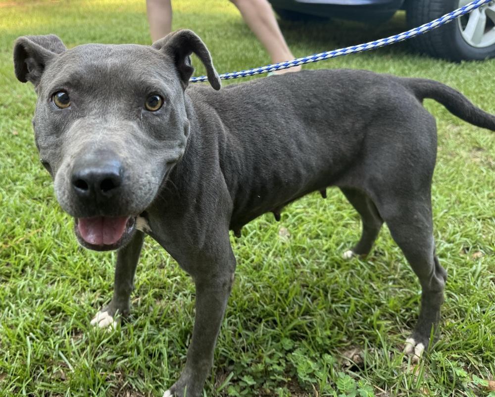 Jazzy, Adoptable, Adult Female American Staffordshire Terrier.