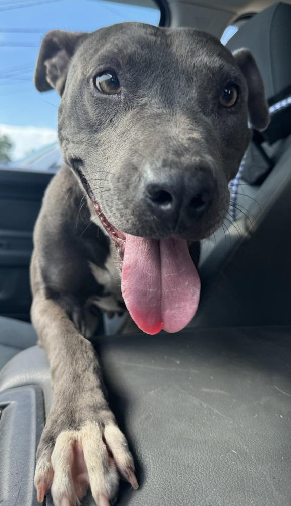 Enlarge Jazzy, a Adoptable American Staffordshire Terrier in Troy, AL image 2/3