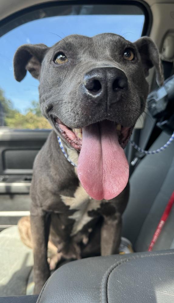 Enlarge Jazzy, a Adoptable American Staffordshire Terrier in Troy, AL image 3/3