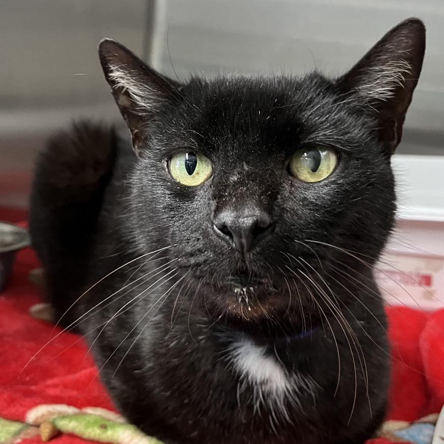 Cash, Adoptable, Adult Male Domestic Short Hair.