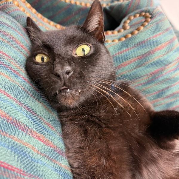 Enlarge Cash, a Adoptable Domestic Short Hair in Lakeland, FL image 2/3