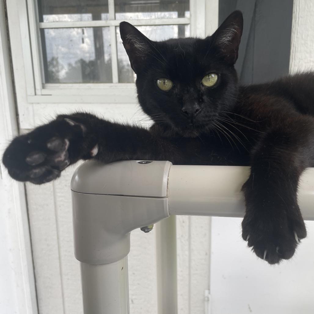 Enlarge Cash, a Adoptable Domestic Short Hair in Lakeland, FL image 3/3