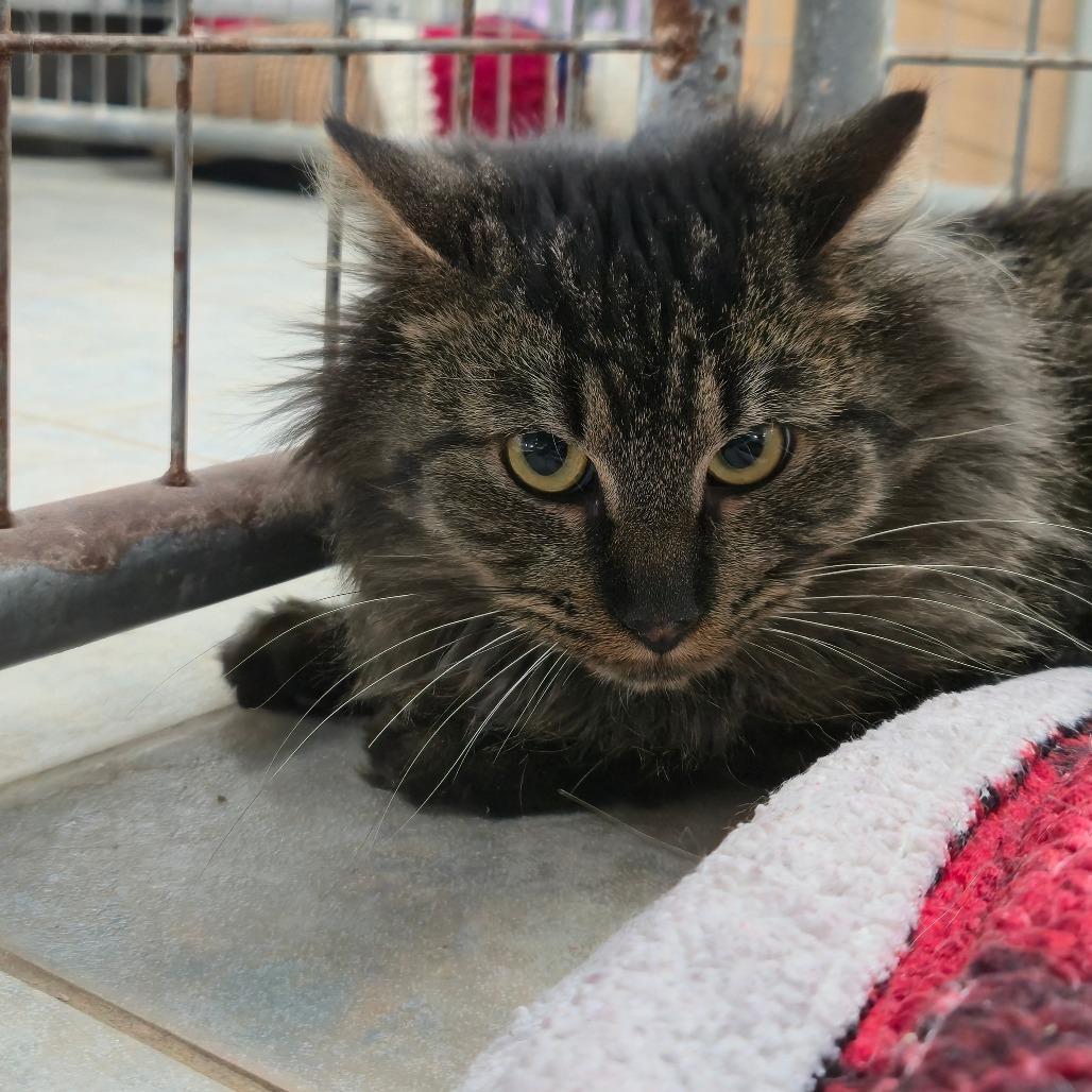 It's A Wonderful Life, Adoptable, Adult Male Domestic Medium Hair.