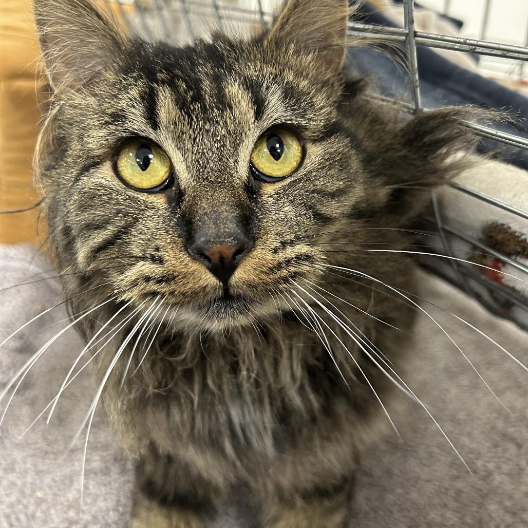 Enlarge It's A Wonderful Life (Ithaca Petsmart), a Adoptable Domestic Medium Hair in East Smithfield , PA image 1/5