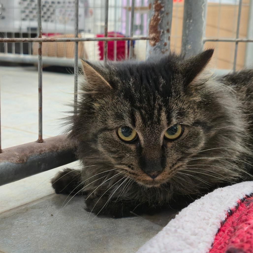 Enlarge It's A Wonderful Life (Ithaca Petsmart), a Adoptable Domestic Medium Hair in East Smithfield , PA image 2/5