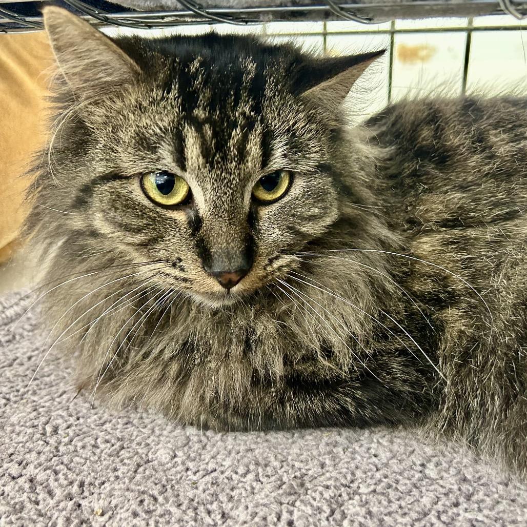 Enlarge It's A Wonderful Life (Ithaca Petsmart), a Adoptable Domestic Medium Hair in East Smithfield , PA image 3/5