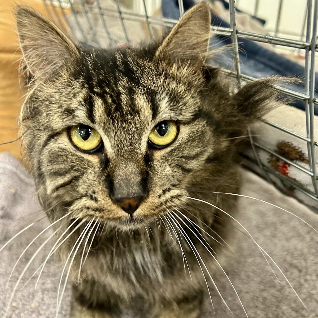 Enlarge It's A Wonderful Life (Ithaca Petsmart), a Adoptable Domestic Medium Hair in East Smithfield , PA image 4/5