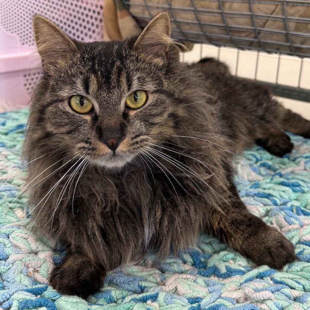 Enlarge It's A Wonderful Life, a Adoptable Domestic Medium Hair in East Smithfield , PA image 4/5