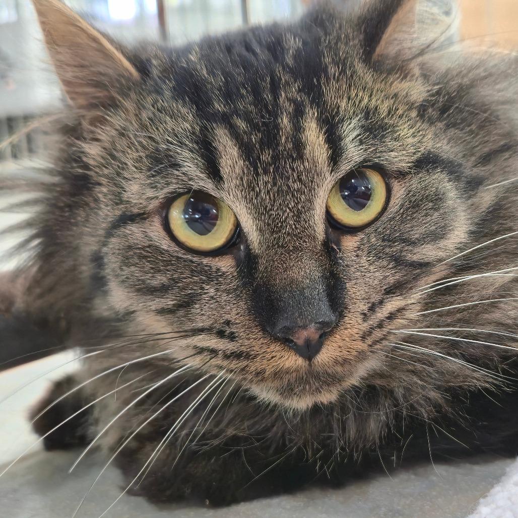 Enlarge It's A Wonderful Life (Ithaca Petsmart), a Adoptable Domestic Medium Hair in East Smithfield , PA image 5/5