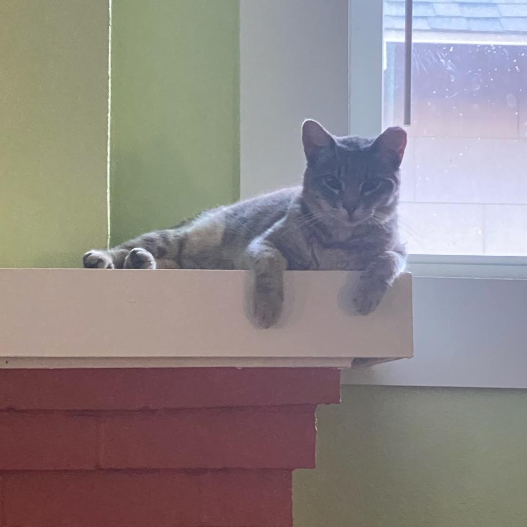 Enlarge Mitzy, a Adoptable Domestic Short Hair in Waco, TX image 1/1