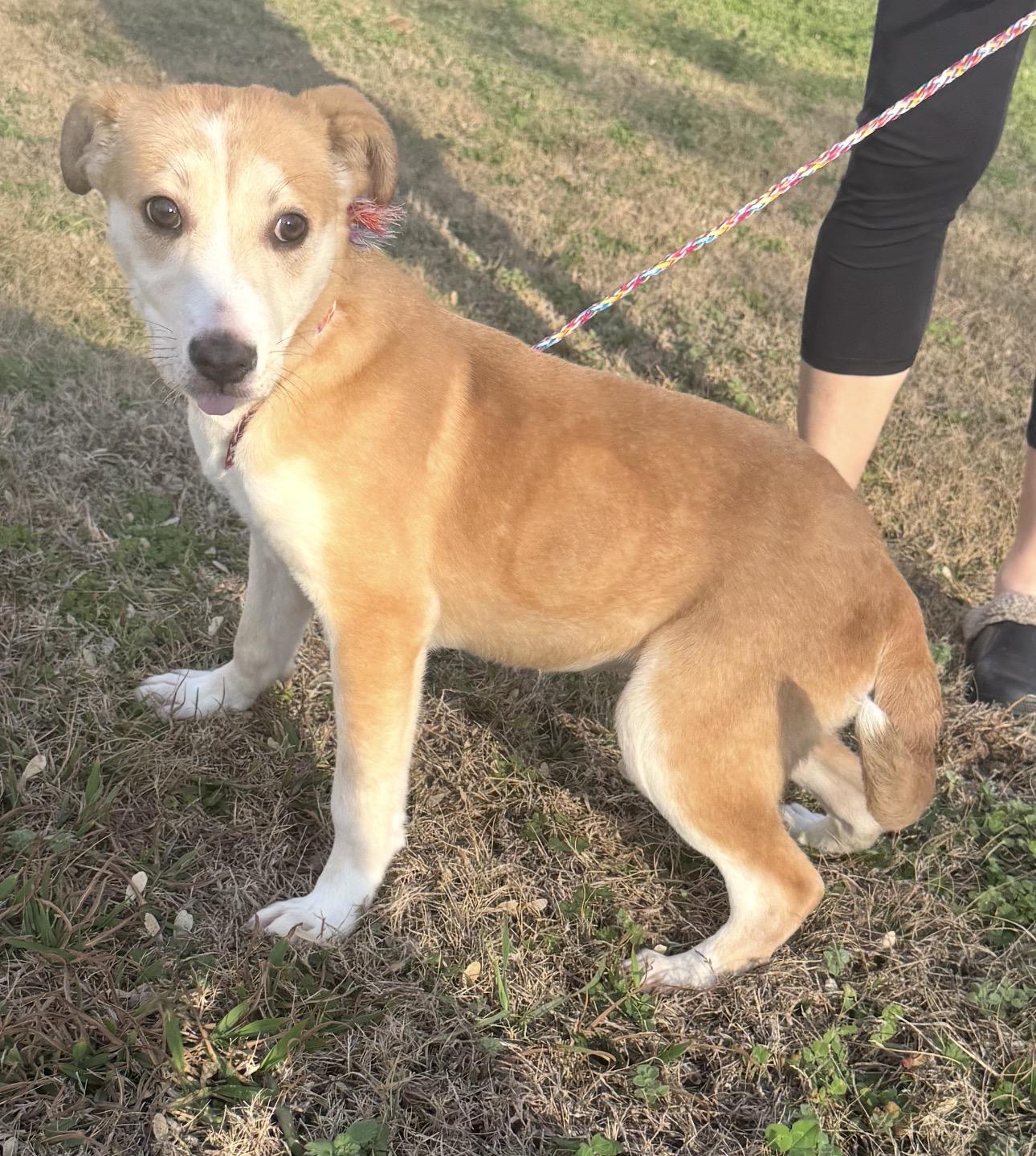 Ringo, ADOPTABLE, Young Female Mixed Breed.