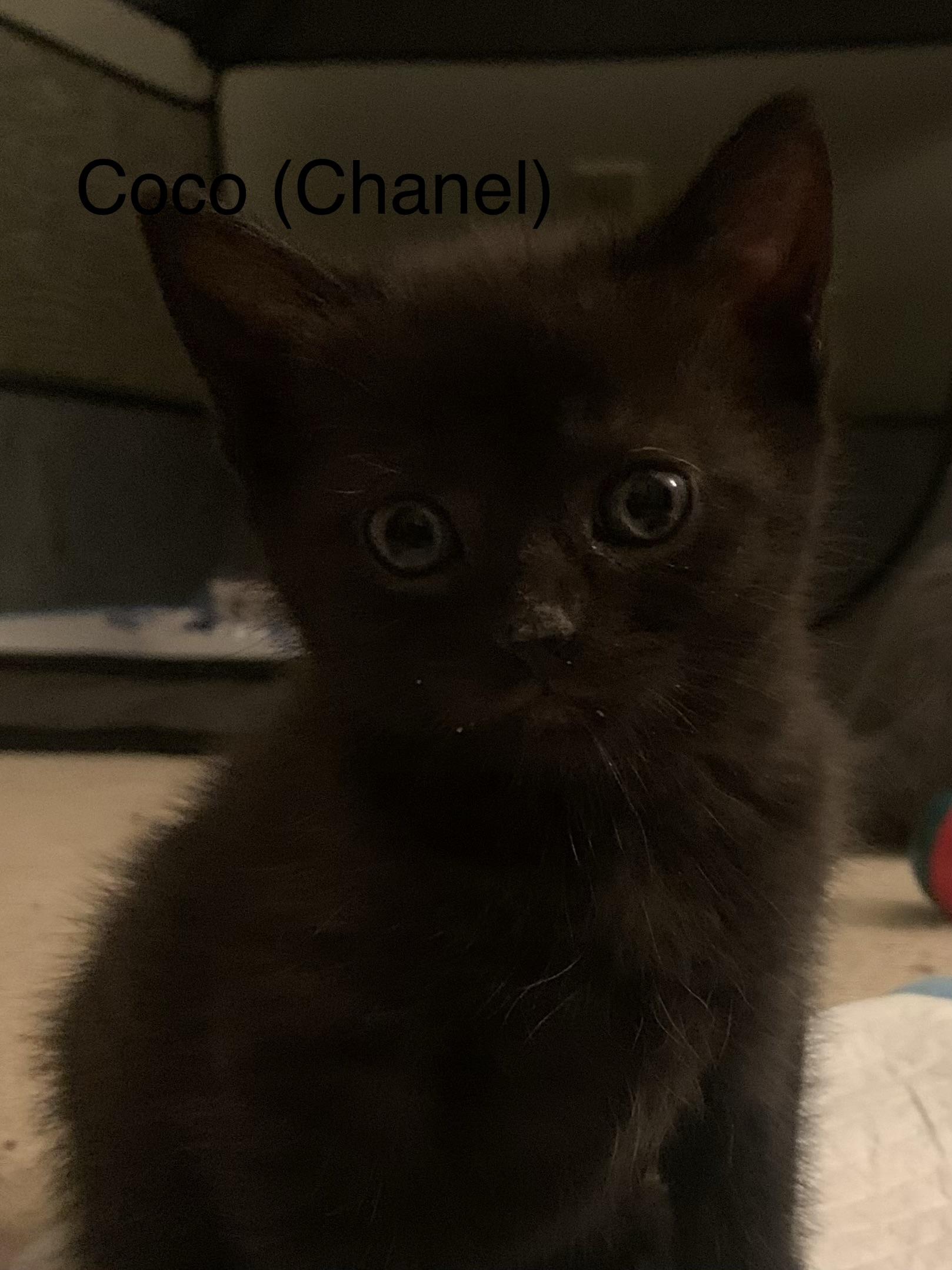 Coco(Chanel), ADOPTABLE, Kitten Female Domestic Short Hair.