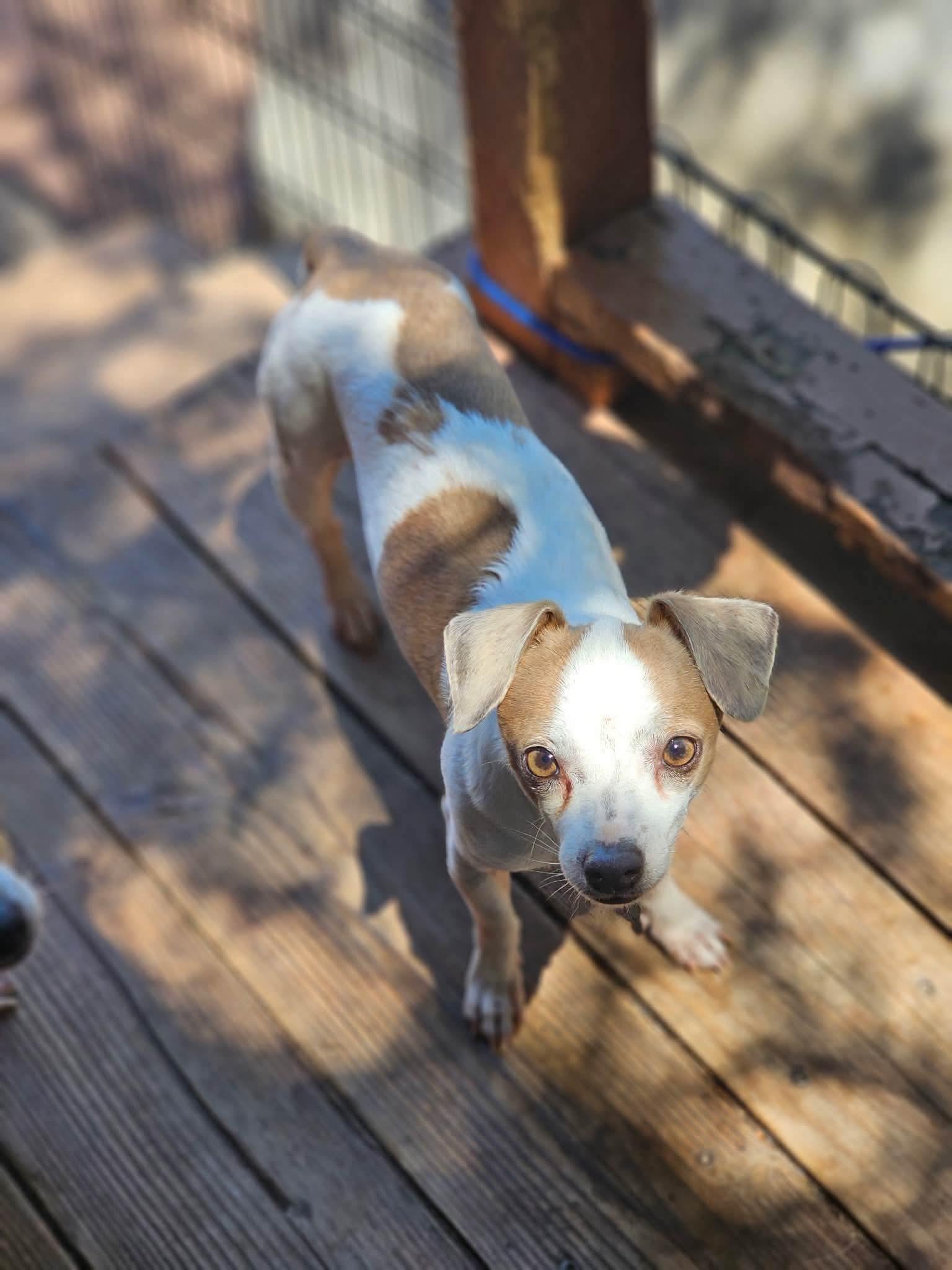 Sam, ADOPTABLE, Adult Male Chiweenie.