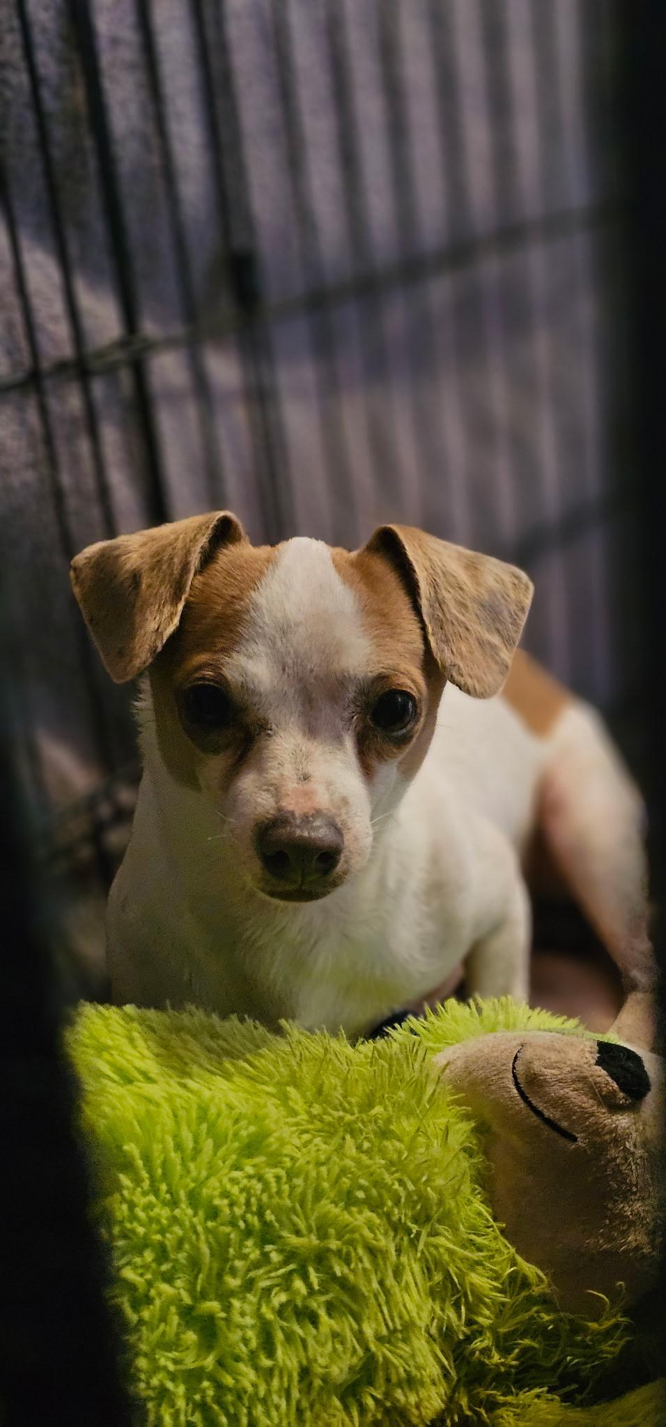 Sam, ADOPTABLE, Adult Male Chihuahua.