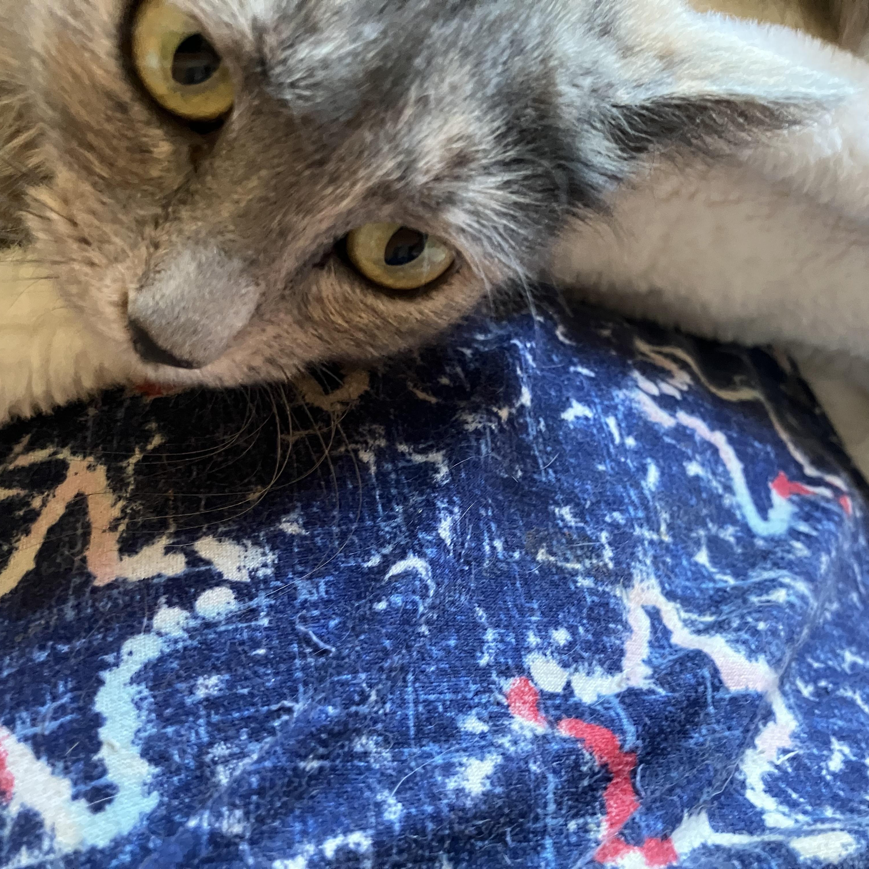 Enlarge Henny, a ADOPTABLE mixed breed in El Mirage, AZ image 3/4