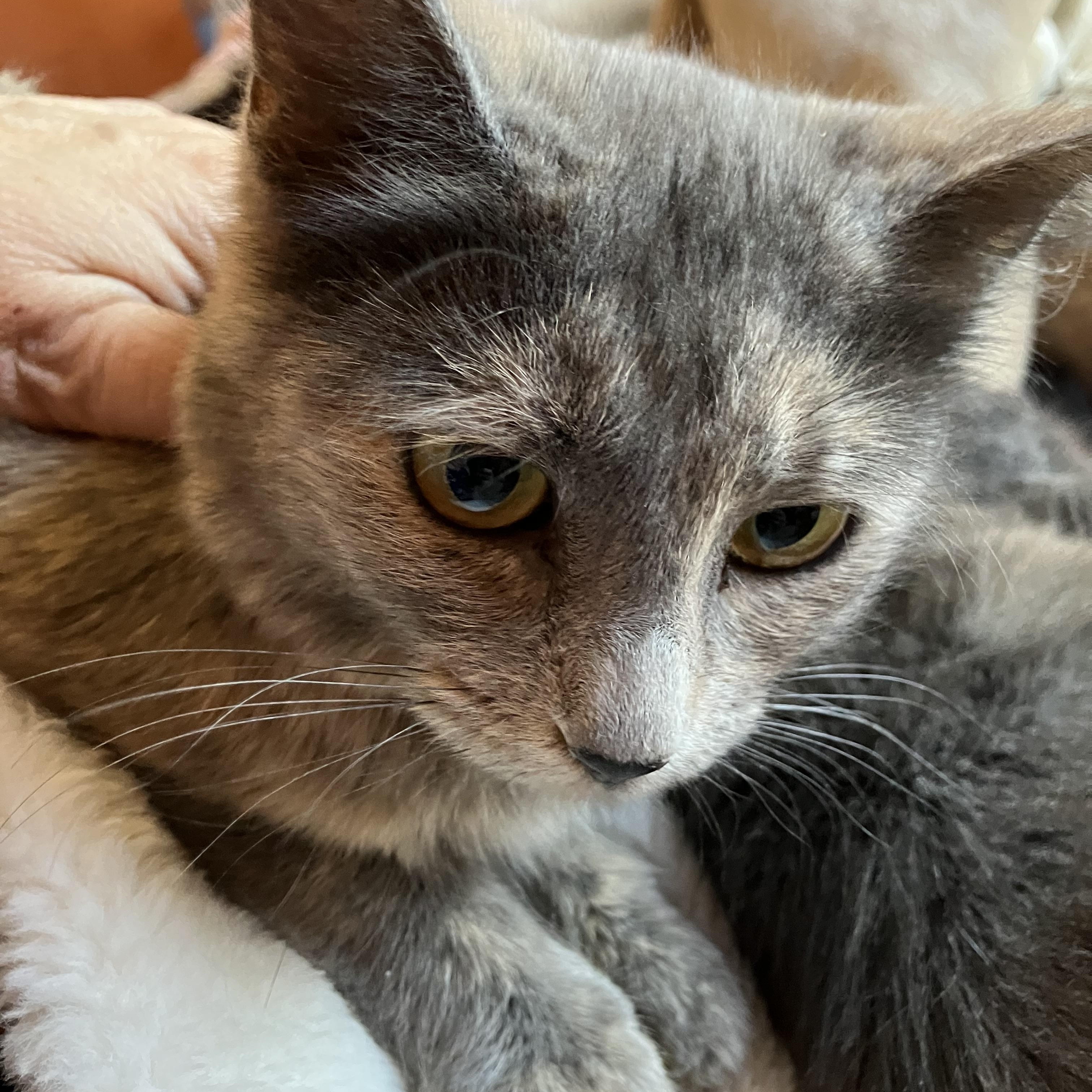 Enlarge Henny, a ADOPTABLE mixed breed in El Mirage, AZ image 2/4