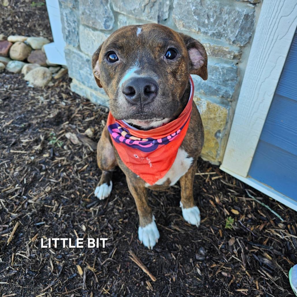 Little Bit, Adoptable, Adult Male Boxer & Pit Bull Terrier.