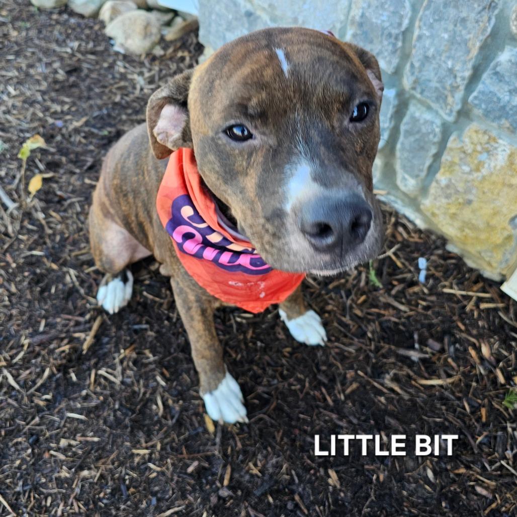 Little Bit, a Adoptable mixed breed in Madisonville, TN image 2/4