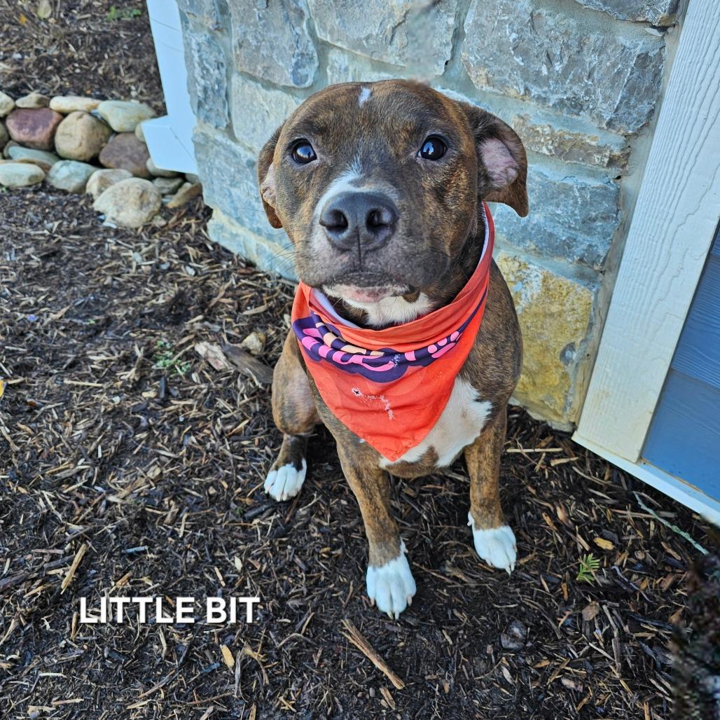 Little Bit, a Adoptable mixed breed in Madisonville, TN image 4/4