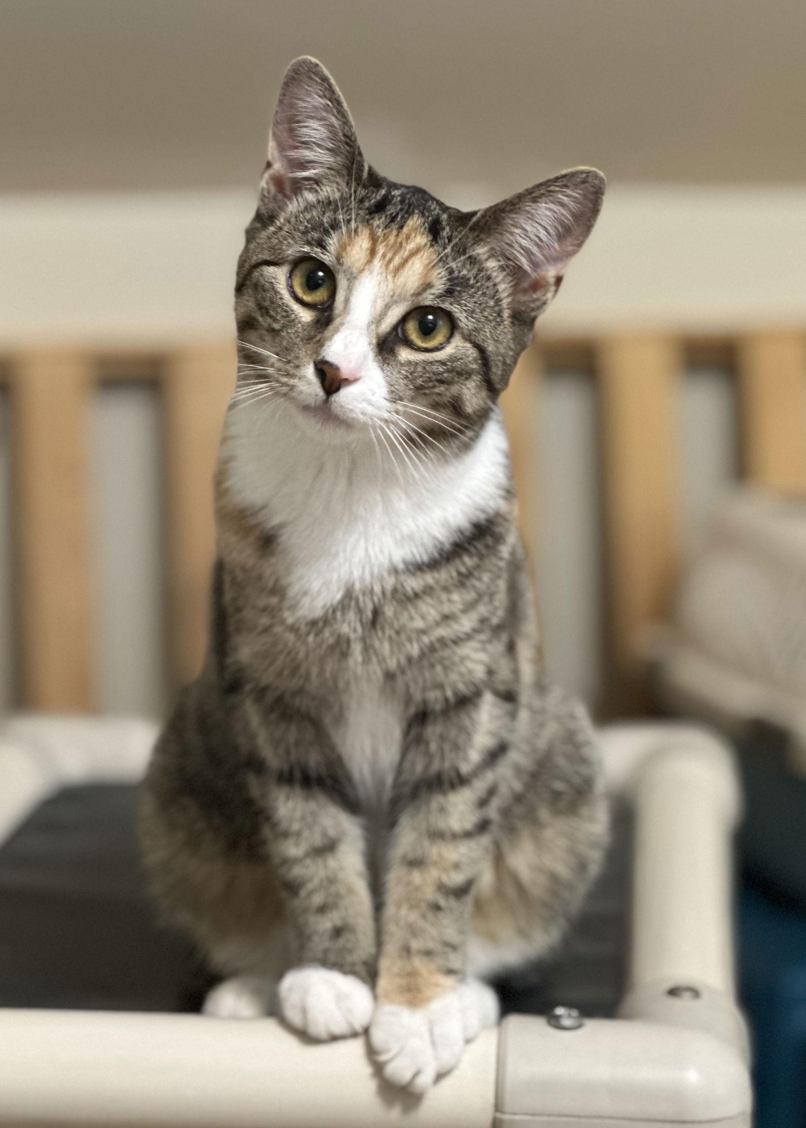 Enlarge Jujube, a Adopted Domestic Short Hair in Newtown Square, PA image 1/3