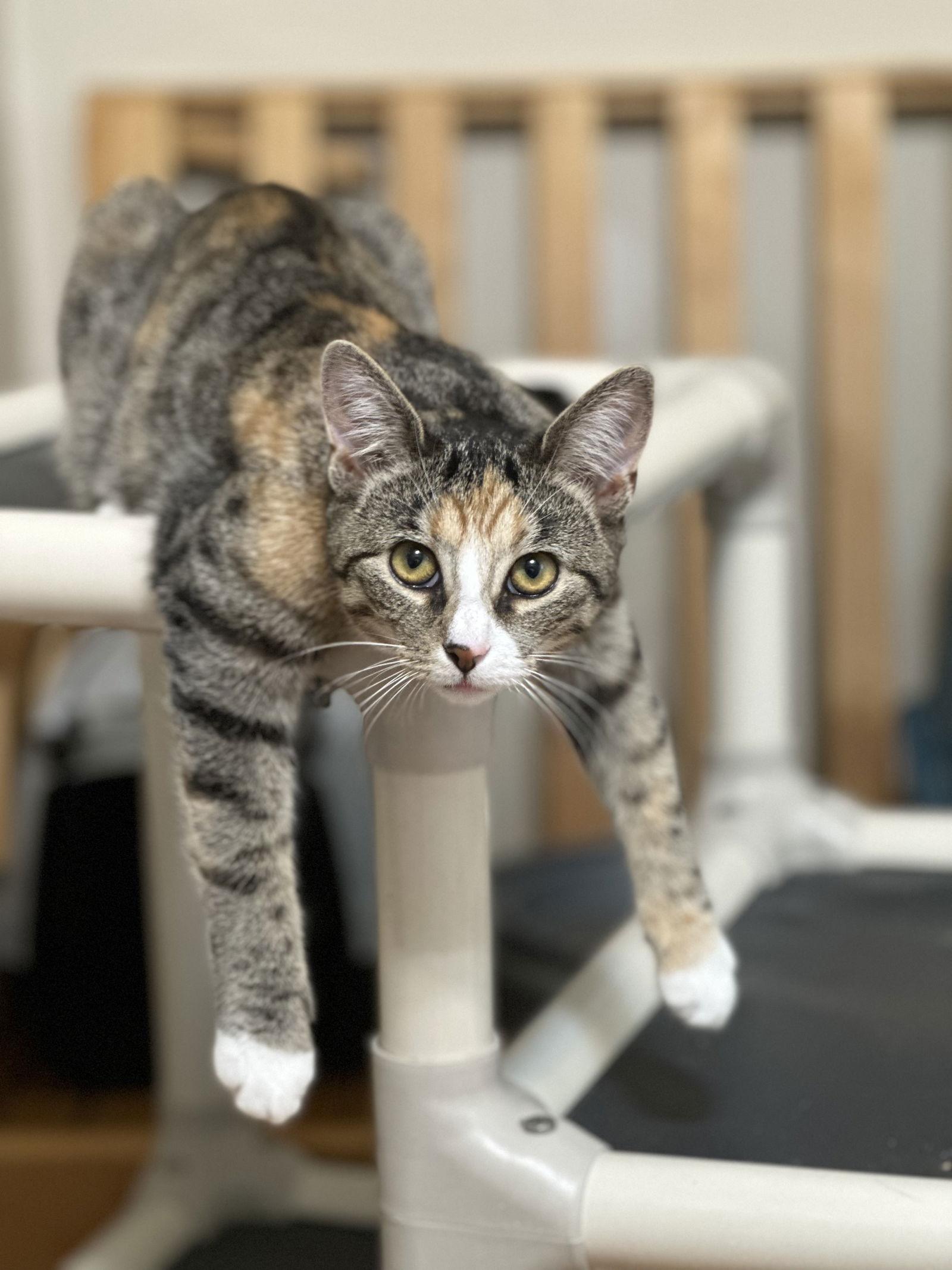 Enlarge Jujube, a Adopted Domestic Short Hair in Newtown Square, PA image 2/3