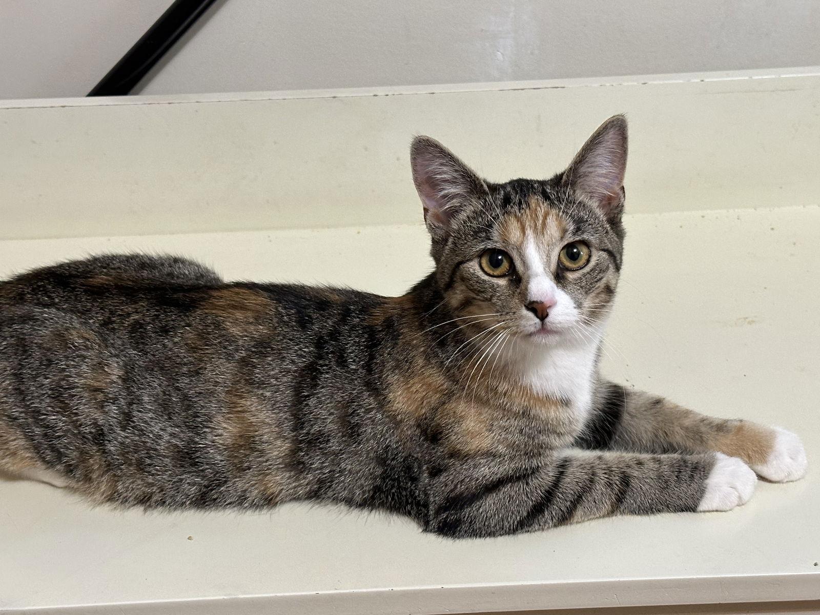 Enlarge Jujube, a Adopted Domestic Short Hair in Newtown Square, PA image 3/3