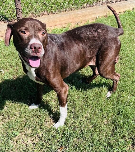 Enlarge GRACIE, a Adoptable mixed breed in Appling, GA image 1/1