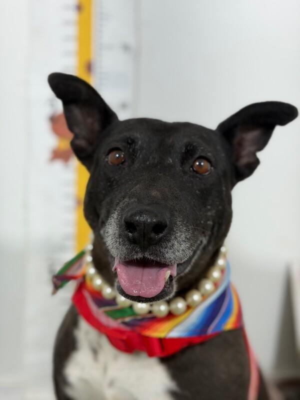 Becca-One of our Amazing Rescue Dogs, Adoptable, Adult Female Bull Terrier & Australian Kelpie.