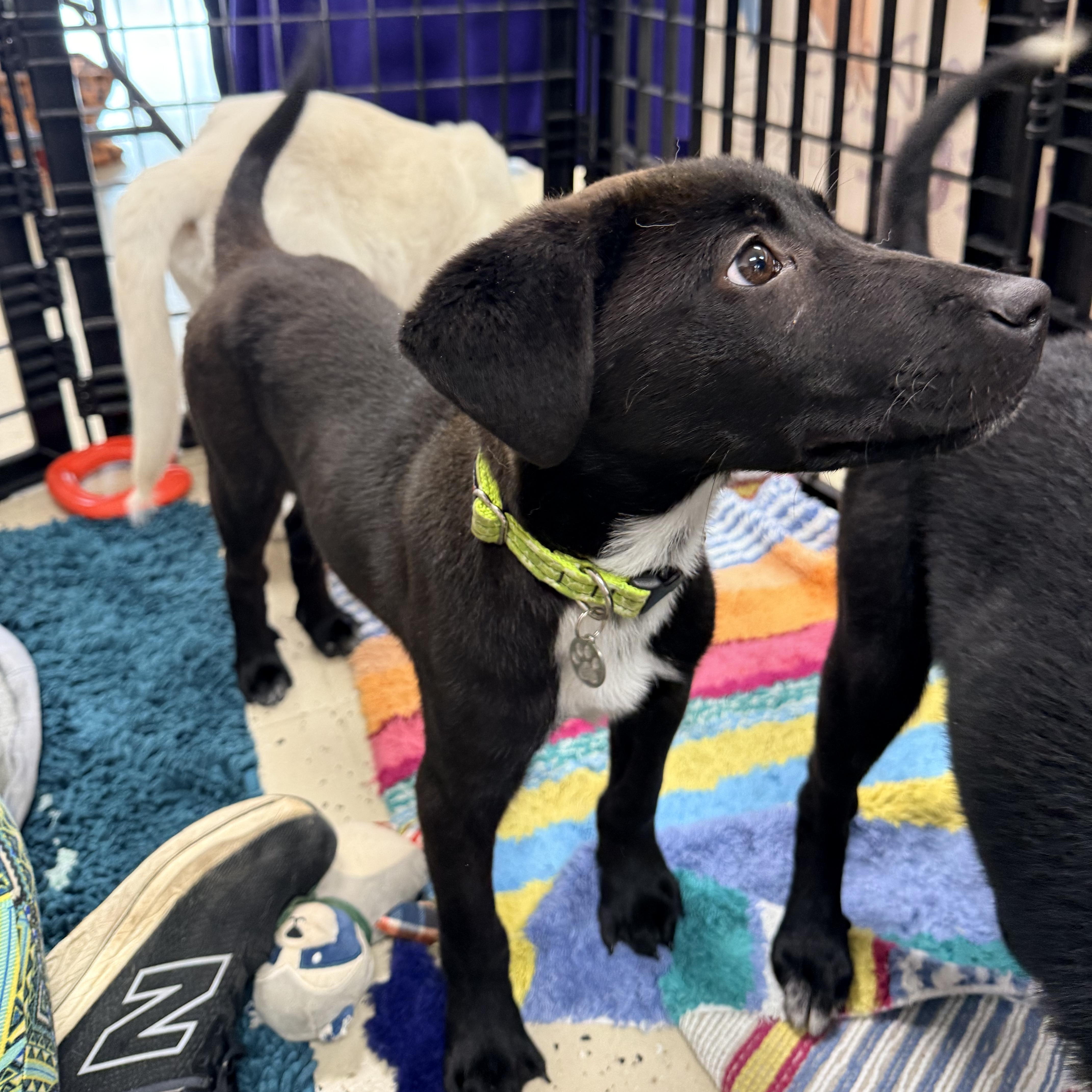 Rolly, a Adoptable mixed breed in Louisburg, KS image 3/6