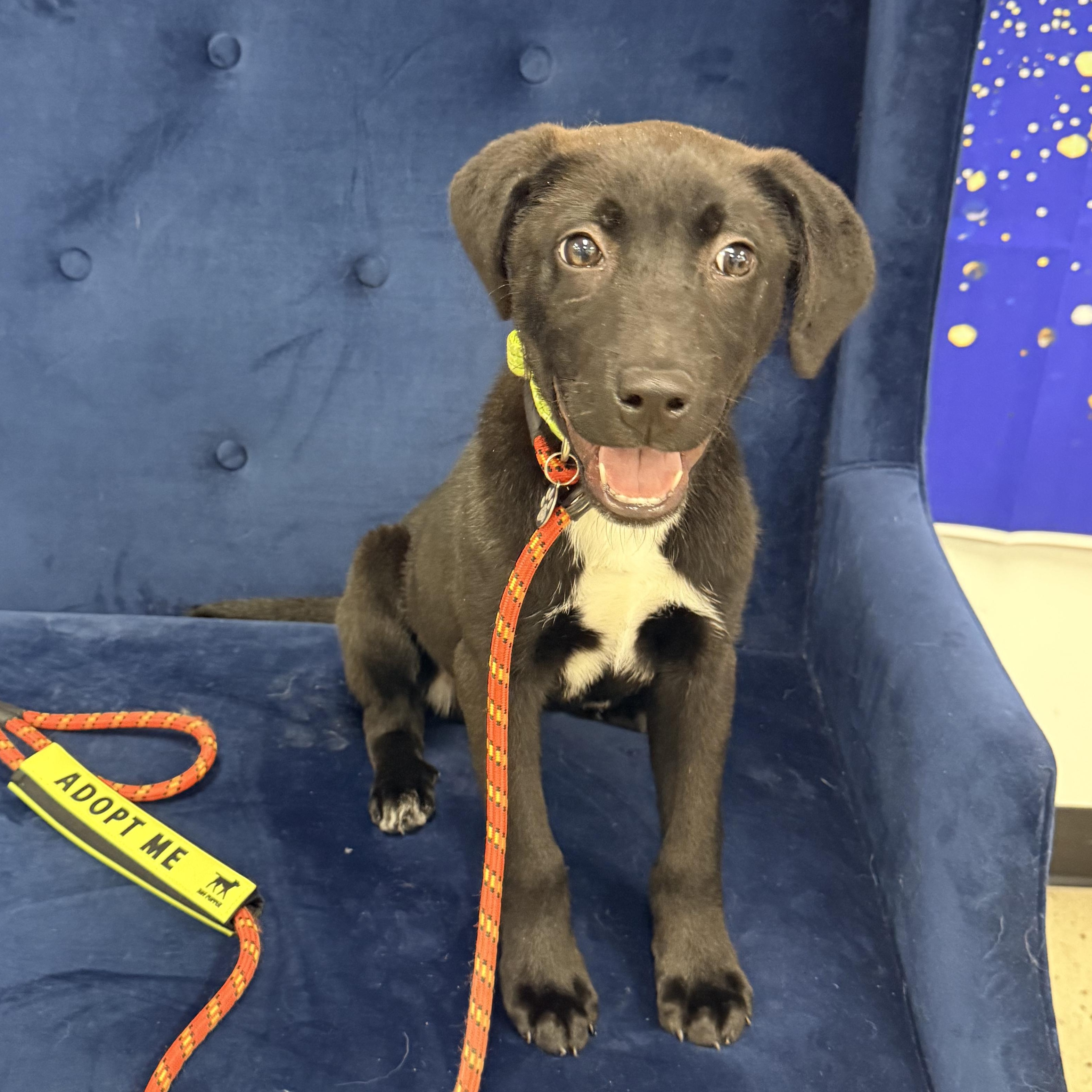 Rolly, Adoptable, Young Male Border Collie & Labrador Retriever.