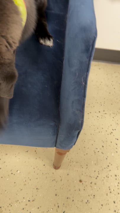 Enlarge Rolly, a Adoptable mixed breed in Louisburg, KS video 5/6