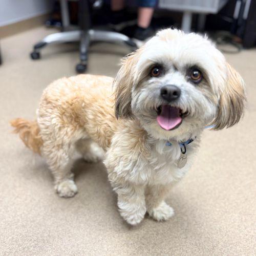 AUGUST, Adoptable, Adult Male Shih Tzu.