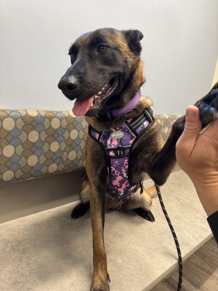 Enlarge Nyrah, a Adoptable Belgian Shepherd / Malinois in Pasadena, CA image 3/6