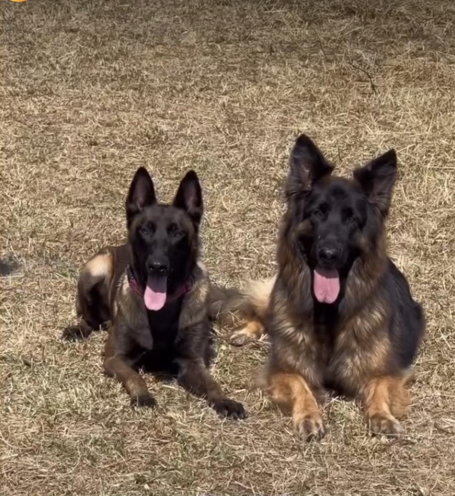 Enlarge Nyrah, a Adoptable Belgian Shepherd / Malinois in Pasadena, CA image 6/6