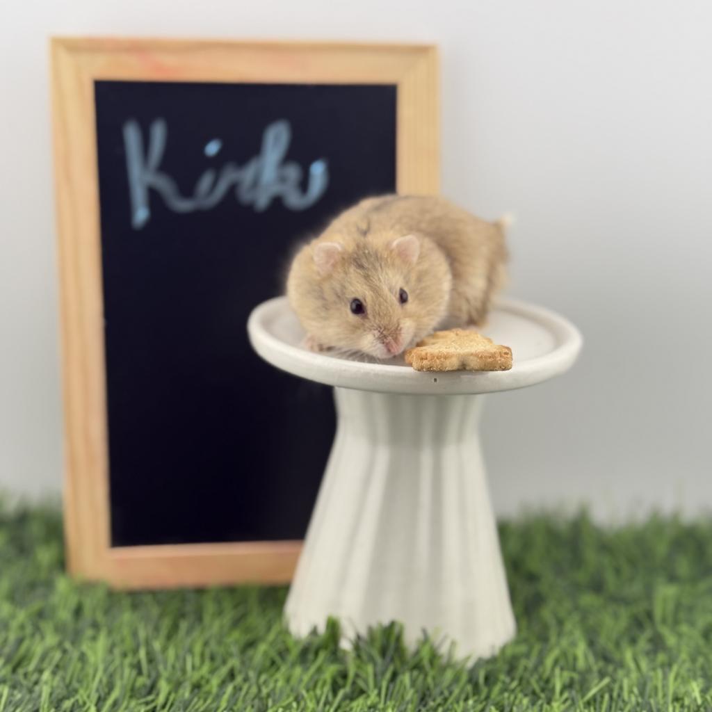 Kirk, Adoptable, Adult Male Dwarf Hamster.