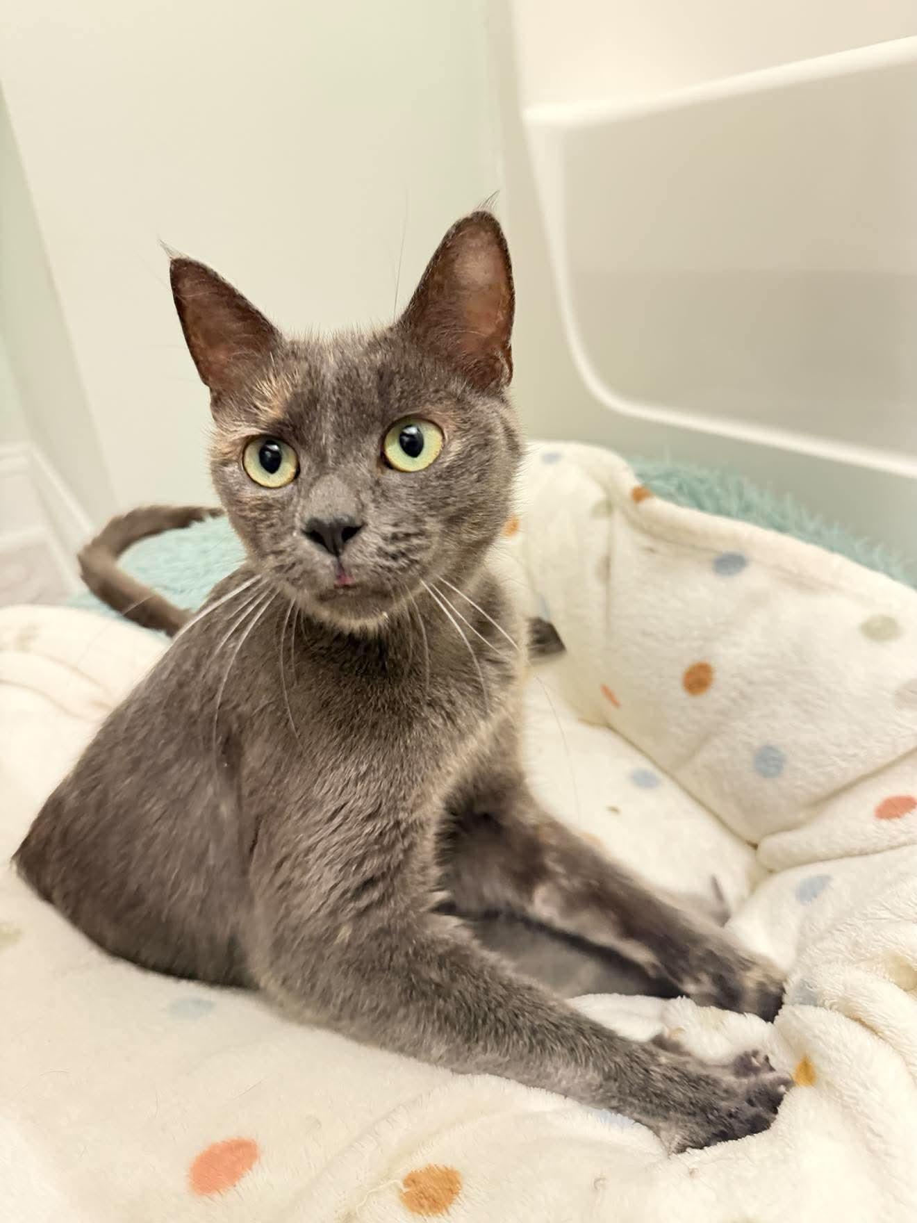 Enlarge Lorelai, a Adoptable Domestic Short Hair in Mechanicsville, MD image 1/1