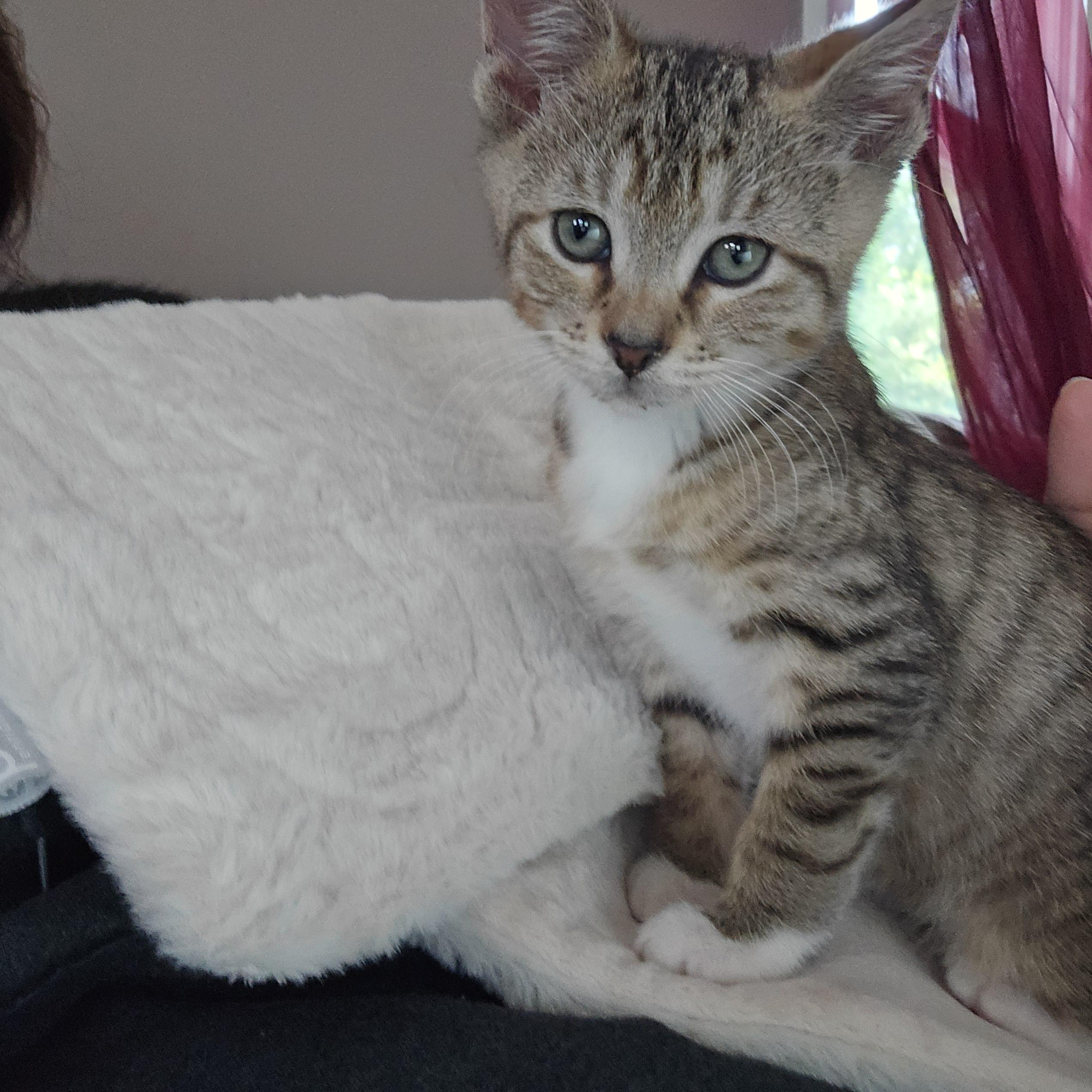 Enlarge Kent, a Adopted Tabby in Woodbridge, NJ image 3/3