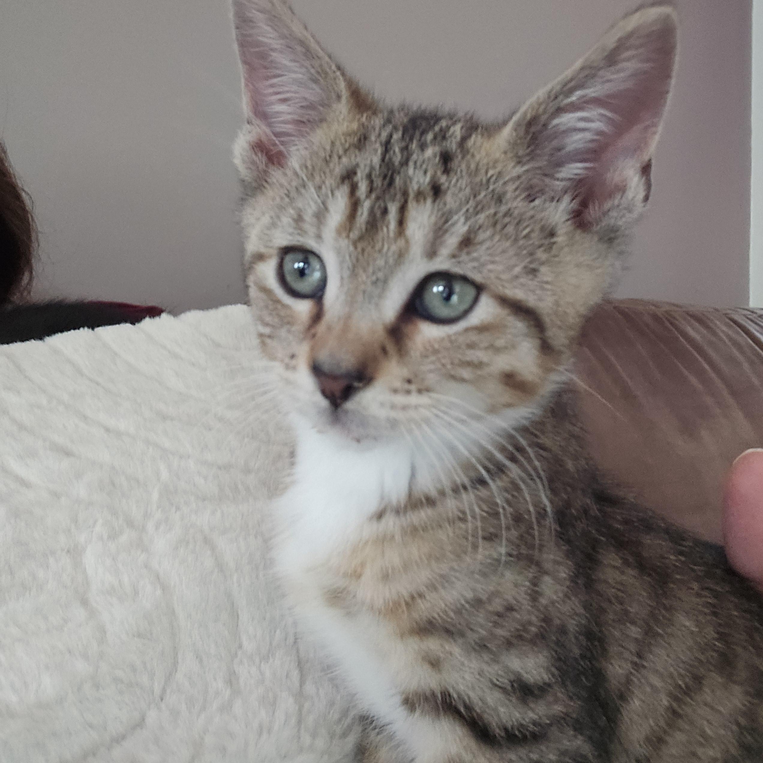 Enlarge Kent, a Adopted Tabby in Woodbridge, NJ image 2/3