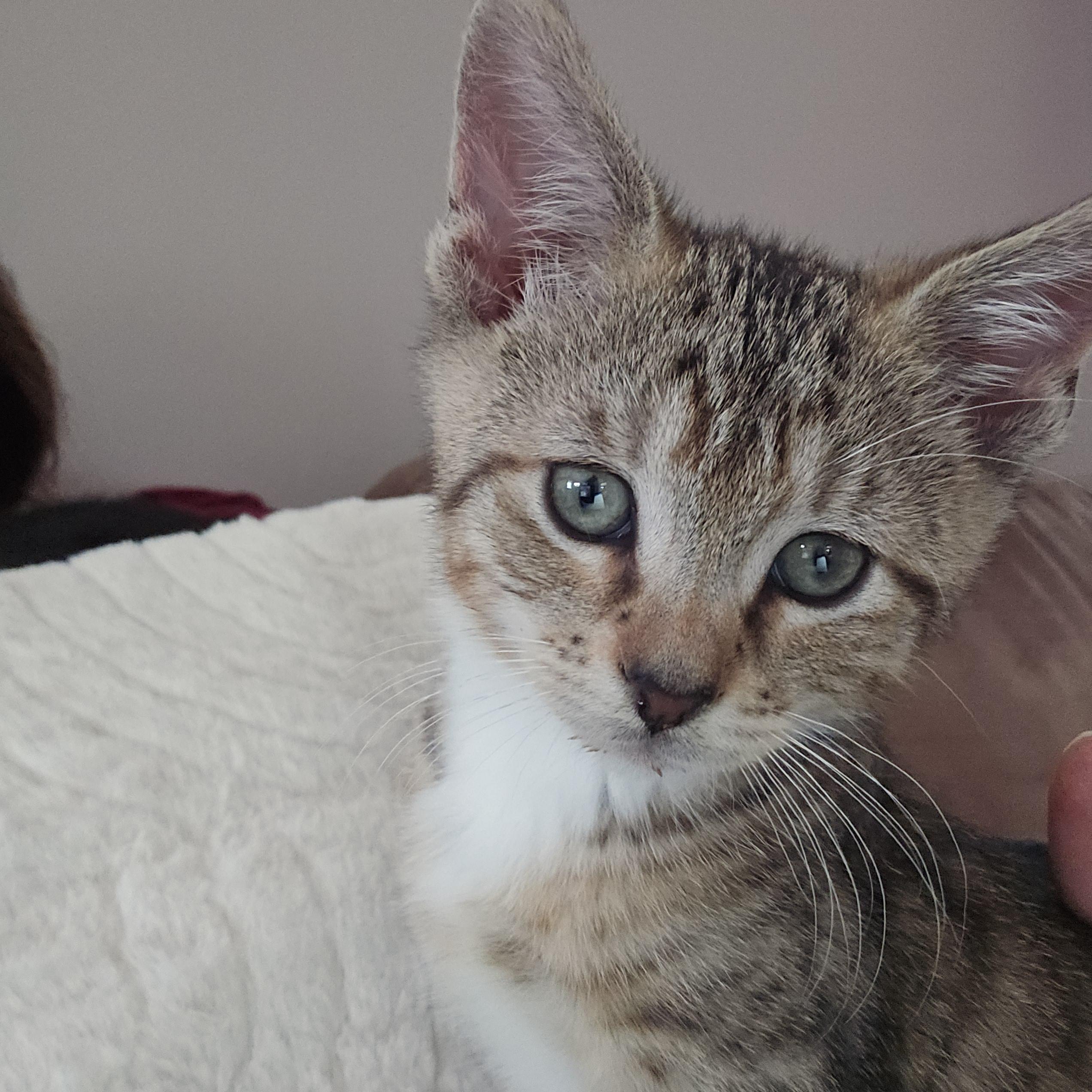 Kent, Adopted, Kitten Male Tabby.