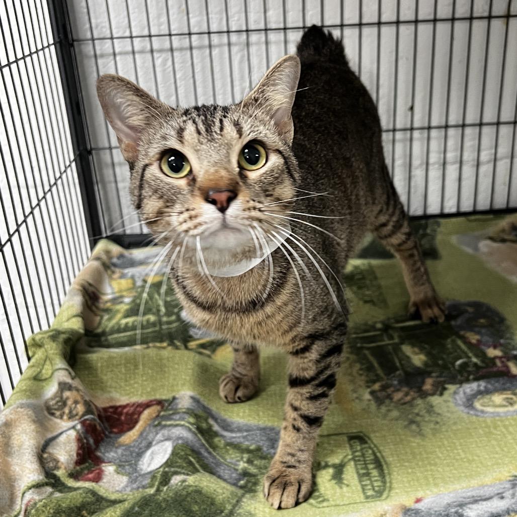 Toad the Bobcat Jr. Esquire, Adoptable, Young Male Domestic Short Hair.