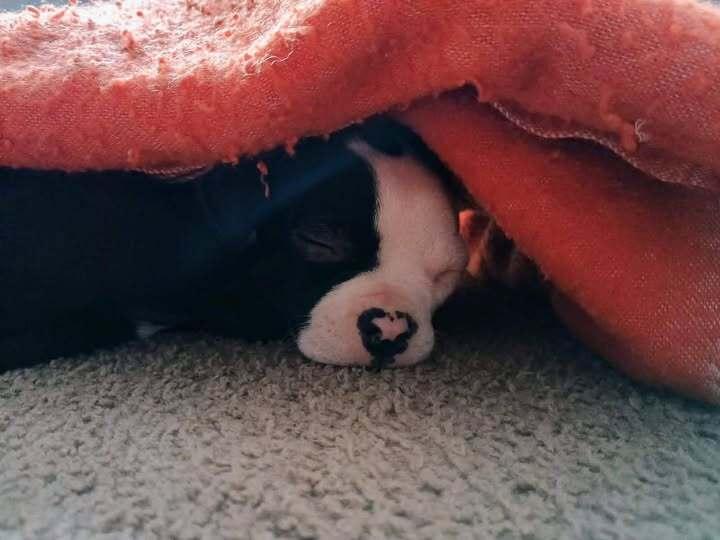 Oscar Meyer KY4833, Adoptable, Puppy Male Boston Terrier.