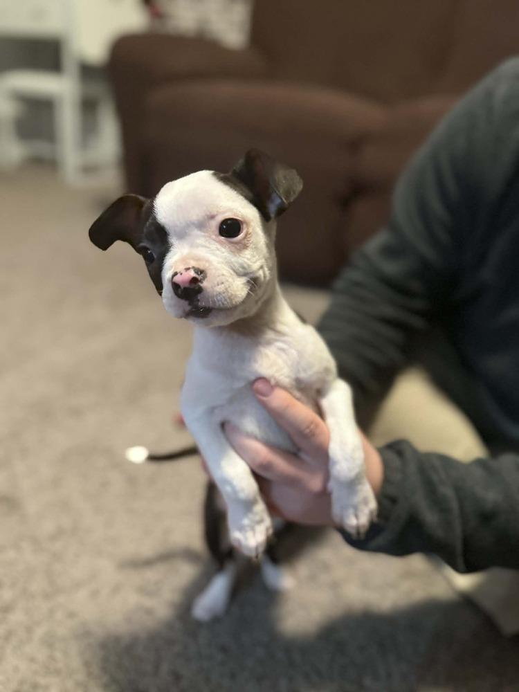 Enlarge Oscar Meyer KY4833, a Adoptable Boston Terrier in Maryville, TN image 2/3