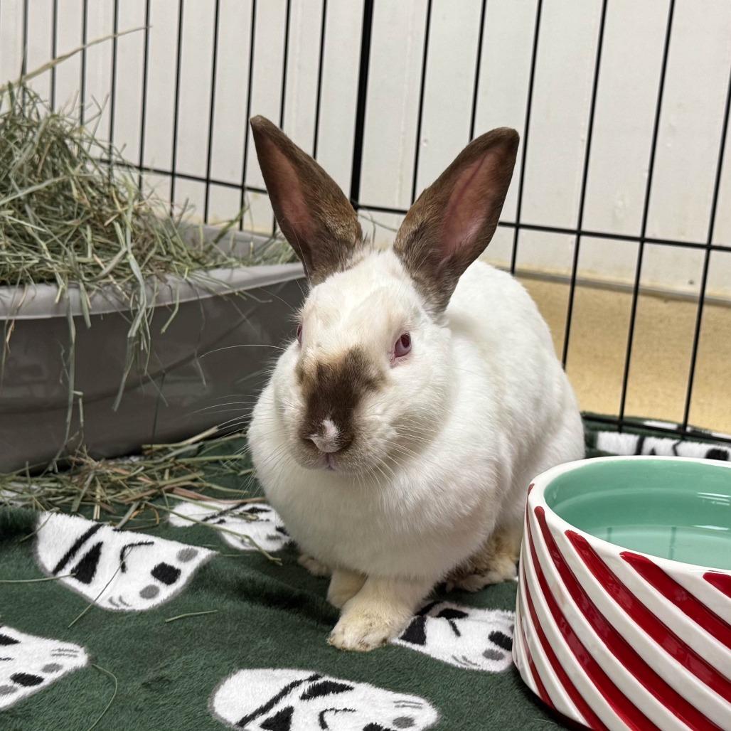 Sandy Cheeks, Adoptable, Adult Female Californian.