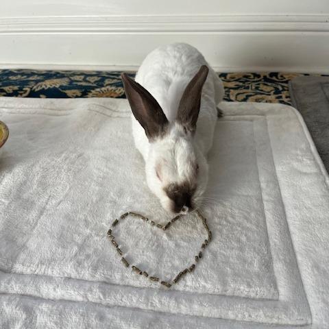 Enlarge Sandy Cheeks, a Adoptable Californian in Richmond, CA image 2/6