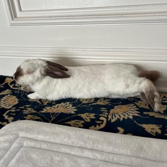 Enlarge Sandy Cheeks, a Adoptable Californian in Richmond, CA image 3/6