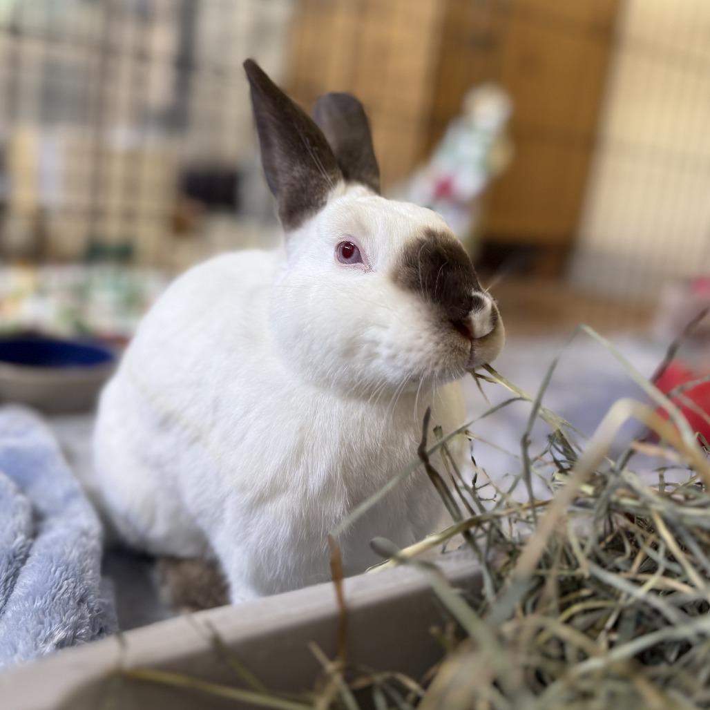 Enlarge Sandy Cheeks, a Adoptable Californian in Richmond, CA image 4/6