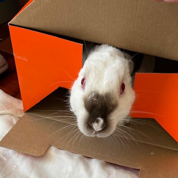 Enlarge Sandy Cheeks, a Adoptable Californian in Richmond, CA image 5/6